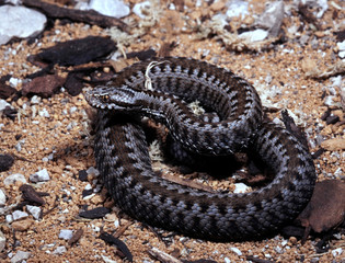 Baskian viper, Vipera seoanei seoanei curved in defensive position