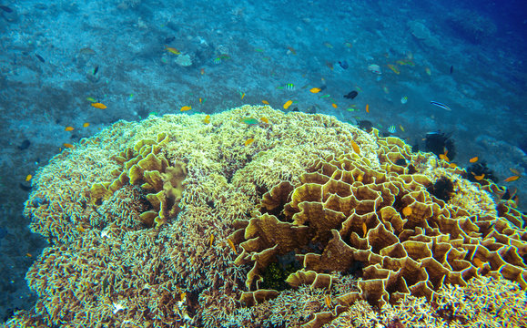 Underwater landscape with tropical fish school. Coral undersea photo.