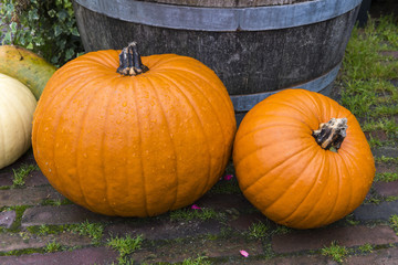 Halloween Pumpkins.
