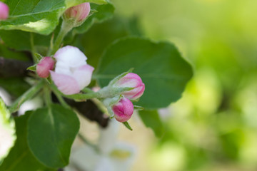 Fototapeta na wymiar Kwitnienie jabloni