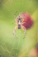 Araignée sur sa toile