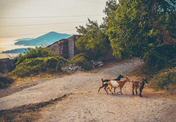Young goats crossing the walkway in Montenegro. Calm evening landscape with mountains in the background.