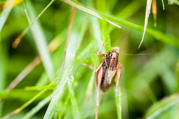 Cricket