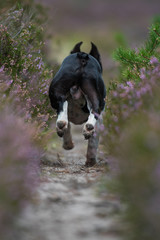 Boston Terrier von hinten