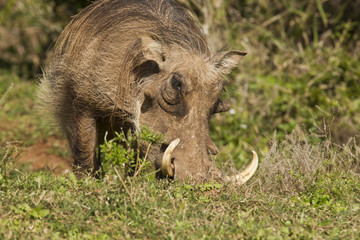 Naklejka na ściany i meble Warthog with large tusks