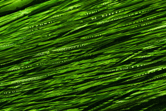 Gr&uuml;ne Plastikfolie mit Wassertropfen