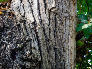 tree trunk to appreciate the texture of the tree