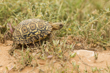 Young leopard tortoise