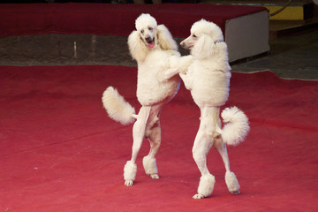 Two white dogs are dancing in circus arena