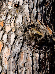 tree trunk to appreciate the texture of the tree