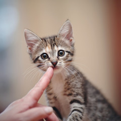 Portrait of a funny striped kitten