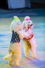 Two white dogs are dancing in circus arena