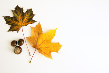 Two maple leaves and chestnuts at left side of white background - place for text