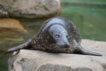 Harbor seal on a rock