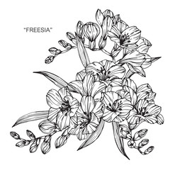 Bouquet of freesia flowers drawing.