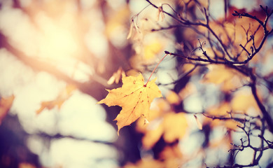 Lonely yellow-gold maple leaf late fall.