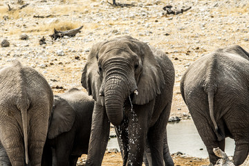 Fototapeta premium Elefante