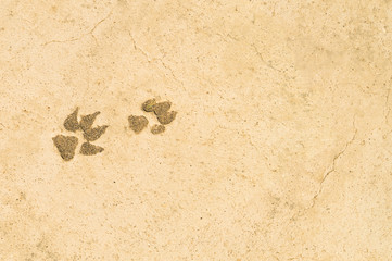 Dog tracks in the congealed asphalt street. Space for text