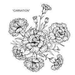 Bouquet of carnation flowers drawing.