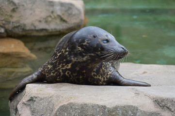 Naklejka premium Harbor seal on a rock