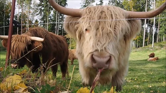 Scottish highland cow