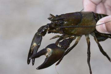 Crawdad from river in Montana