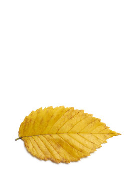 Radiant golden yellow autumn elm leaf isolated on white background