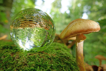 Fototapete bei efototapeten.de bestellen   