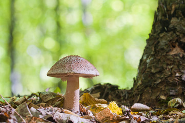 Fototapeta premium Beautiful brown mushroom growing in the woods. Edible Blusher fungi Amanita rubescens