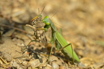 Gottesanbeterin fängt eine blaue Ödlandschrecke