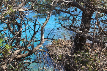 The sea between the branches of the tree