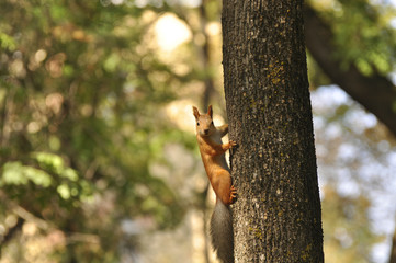 Obraz premium Funny squirrel sitting on tree. Squirrels, wildlife, animals, nature, mammals 