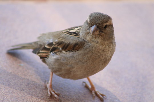 animali uccello passero natura marrone piuma