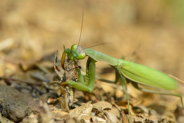 Gottesanbeterin fängt eine blaue Ödlandschrecke
