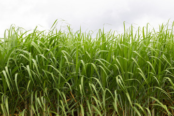 Fototapeta premium sugarcane plants grow in field.