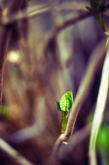The first spring gentle leaves, buds and branches macro background, young branches with leaves and buds, First sprout on tree branch. Nature awakening in spring.