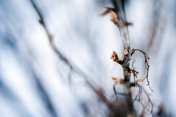 Buds on the young branches in winter