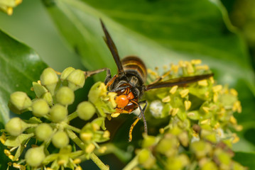 Asiatische Hornisse an einer Efeublüte