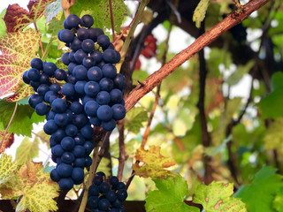 grape, wine,enjoy