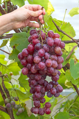 Hand with a brush of red grapes on a vineyard