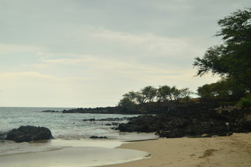 Beach & Palms In Hawaii
