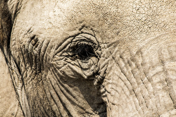 Fototapeta premium Elefante in primo piano