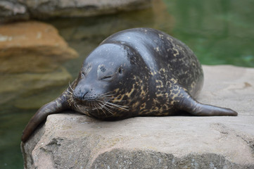 Harbor seal on a rock