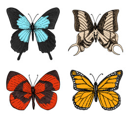 tattoo or boho t-shirt or scrapbooking design. Mystical esoteric symbol of freedom and travel. butterfly or Insect sketch. entomological collection. engraved hand drawn in old sketch and vintage style