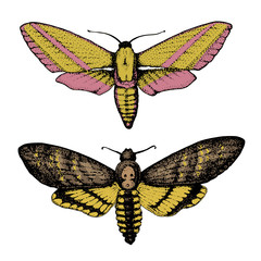 tattoo or boho t-shirt or scrapbooking design. Mystical esoteric symbol of freedom and travel. butterfly or Insect sketch. entomological collection. engraved hand drawn in old sketch and vintage style