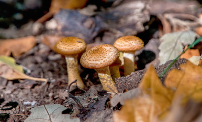 Mushroom in the forest