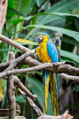 Obraz premium Great blue-yellow macaw sitting on the branch.
