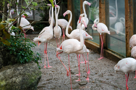 A beautiful flamingos, Flamingo is typical species for many countries