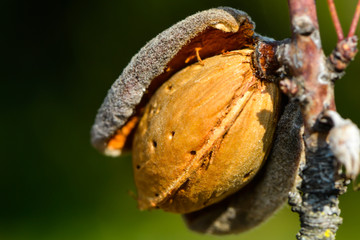 Mandelfrucht am Ast