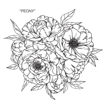 Bouquet of peony flowers drawing.